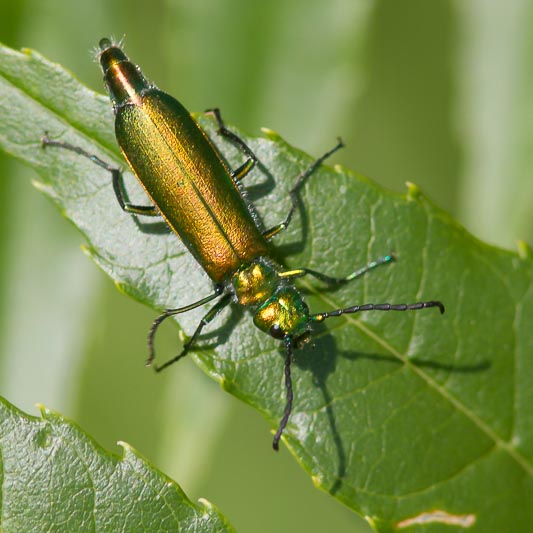 Lytta vesicatoria (Spanish Fly).jpg